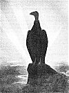 <I>Mol'-luk</I> the Condor looking off over the World from his Rock on Mount Diablo